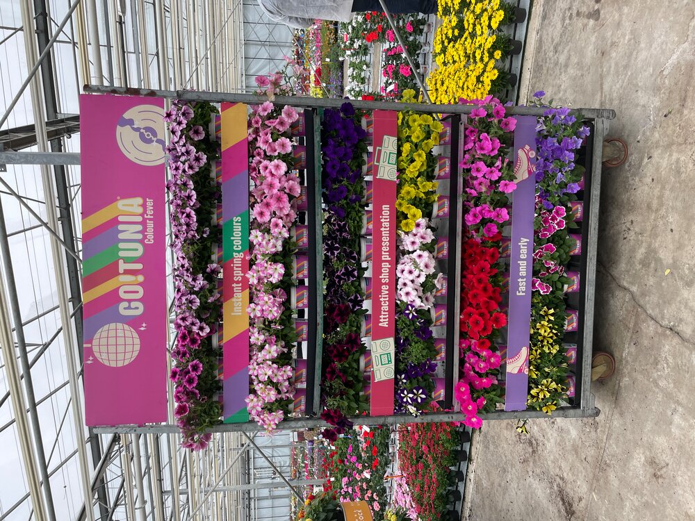 Nieuw GO!Tunia Violet Vein. Mooie kleur voor nog meer keuze uit speciale Petunia kleuren. De foto is genomen in week 17, 2022 op de Florensis Pack Trials in Hendrik-Ido-Ambacht, Nederland.